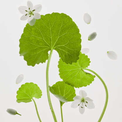 Beauty of Joseon Light On Serum: Centella + Vita C